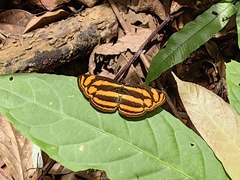 Lasippa tiga siaka