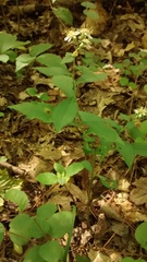 Sericocarpus asteroides