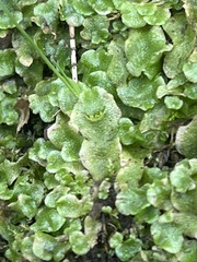 Lunularia cruciata