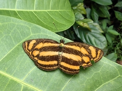 Lasippa tiga siaka