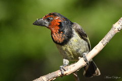 Lybius torquatus torquatus