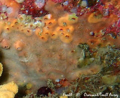 Clathria strepsitoxa