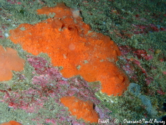 Mycale rotalis