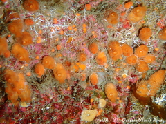 Stolonica socialis