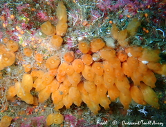 Stolonica socialis