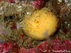 Tethya citrina