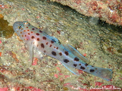 Thorogobius ephippiatus