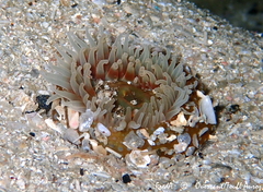 Urticina felina