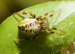 Araneus venatrix