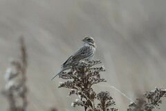 Passerculus sandwichensis princeps