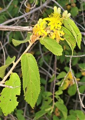 Grewia flavescens
