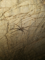 Heteropoda