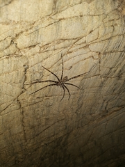 Heteropoda