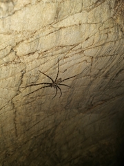 Heteropoda