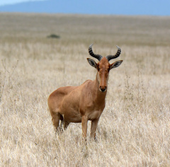 Alcelaphus buselaphus cokii