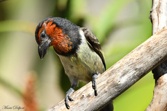 Lybius torquatus torquatus