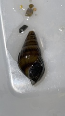 Semisulcospira