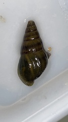 Semisulcospira