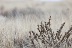 Passerculus sandwichensis princeps