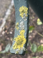 Xanthoria parietina
