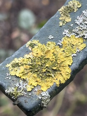 Xanthoria parietina