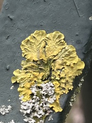 Xanthoria parietina