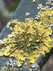 Xanthoria parietina