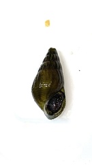 Semisulcospira
