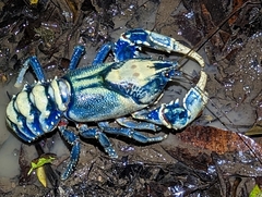 Euastacus sulcatus