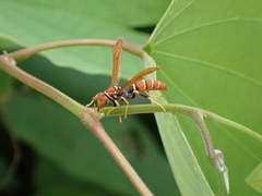Polistes crinitus