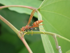 Polistes crinitus