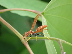 Polistes crinitus