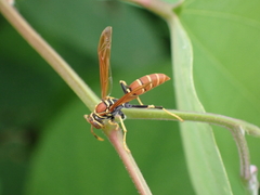 Polistes crinitus