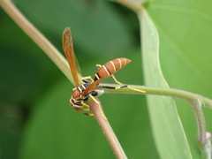 Polistes crinitus