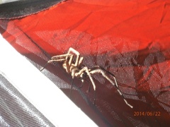 Lycosoidea