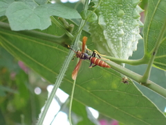 Polistes crinitus