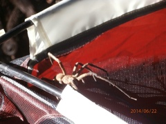 Lycosoidea