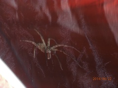 Lycosoidea