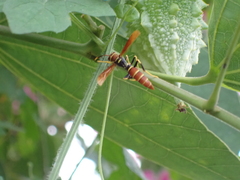 Polistes crinitus