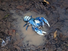 Euastacus sulcatus