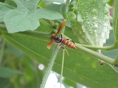 Polistes crinitus