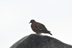 Zenaida galapagoensis