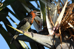 Lybius torquatus torquatus