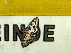 Anania hortulata