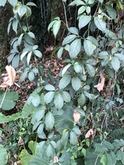 Neoalsomitra clavigera