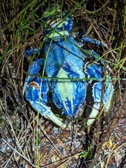 Euastacus sulcatus