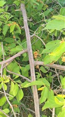 Grewia flavescens