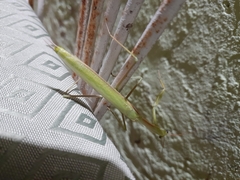 Coptopteryx argentina