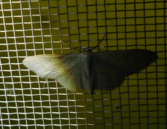 Idaea straminata