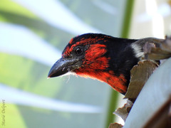 Lybius torquatus torquatus